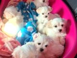 Teacup Maltese Terrier Bebekler