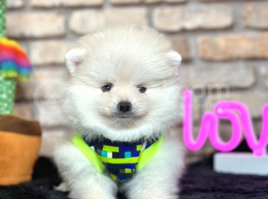 Bakımlı Oyuncu Pomerian Boo görsel