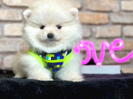 Bakımlı Oyuncu Pomerian Boo görsel