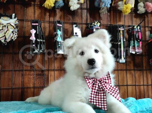 Ayi̇ Yavrusu Samoyed A Kali̇te Irk