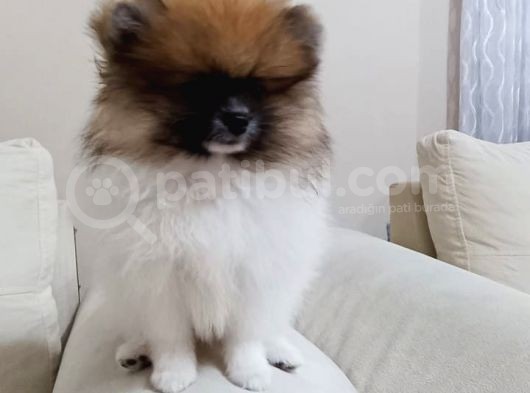 Eğitimli Boo