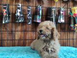 A Secereli Toy Poodle Yavrularımız