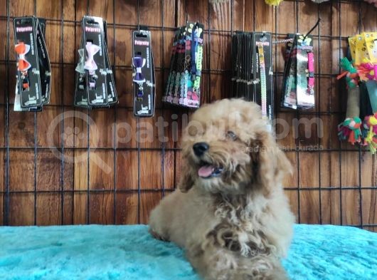 A Secereli Toy Poodle Yavrularımız görsel