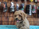 A Secereli Toy Poodle Yavrularımız