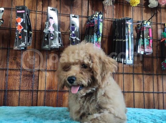 A Secereli Toy Poodle Yavrularımız görsel