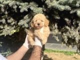 Üst Kalıte Akıllı Toy Poodle Bebekler