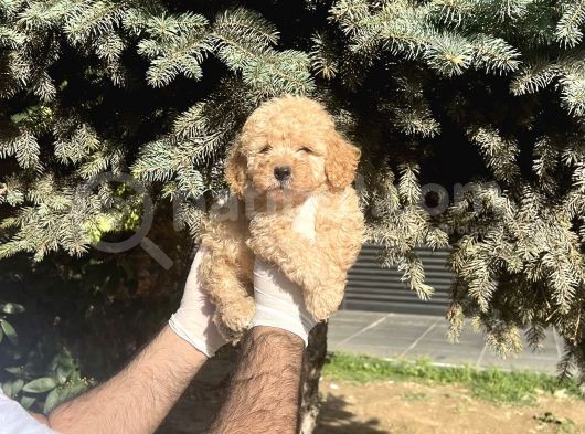 Üst Kalıte Akıllı Toy Poodle Bebekler görsel