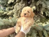 Üst Kalıte Akıllı Toy Poodle Bebekler