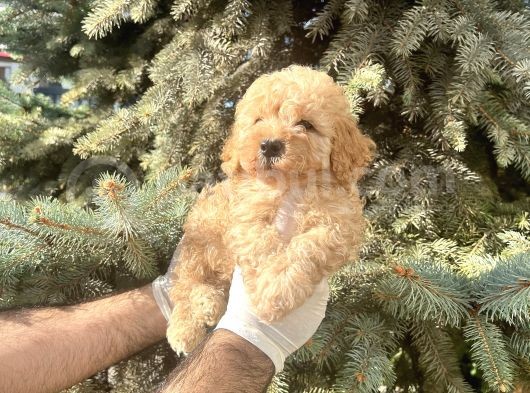Üst Kalıte Akıllı Toy Poodle Bebekler görsel