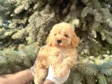 Üst Kalıte Akıllı Toy Poodle Bebekler
