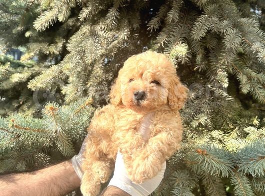 Üst Kalıte Akıllı Toy Poodle Bebekler görsel