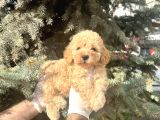 Üst Kalıte Akıllı Toy Poodle Bebekler