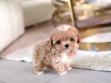 KOREAN TOYPOODLE UYGUN