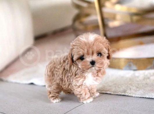 Korean Toypoodle Uygun