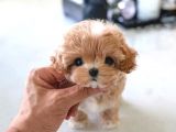 Korean Toypoodle Uygun