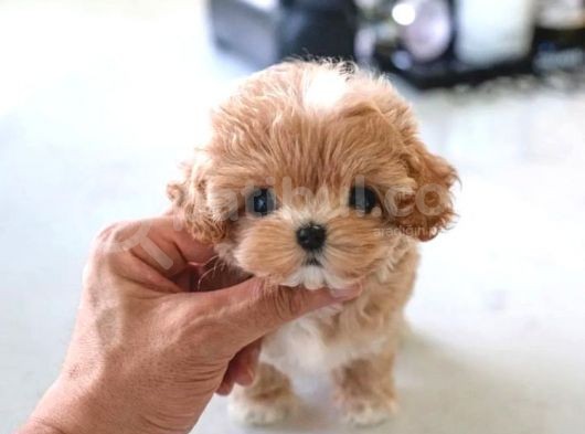 Korean Toypoodle Uygun görsel