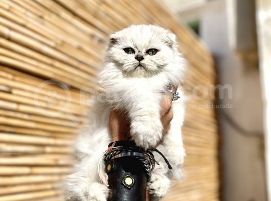 0 Kulak Scottish Fold Longhair Kızımız görsel
