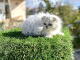 0 Kulak Scottish Fold Longhair Kızımız