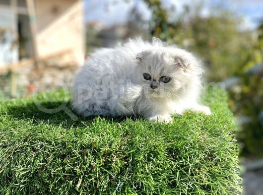 0 Kulak Scottish Fold Longhair Kızımız görsel