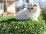 0 Kulak Scottish Fold Longhair Kızımız