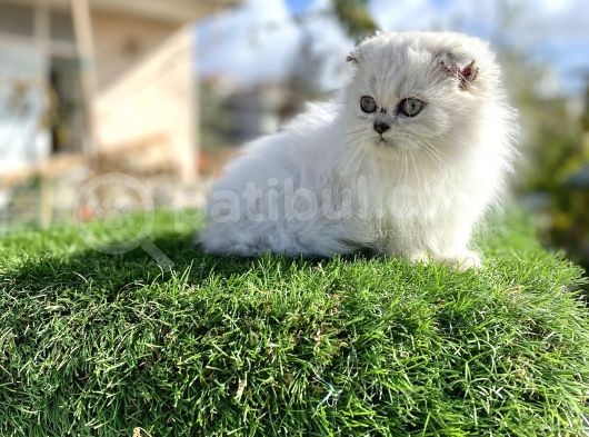 0 Kulak Scottish Fold Longhair Kızımız görsel