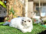 0 Kulak Scottish Fold Longhair Kızımız