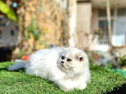 0 Kulak Scottish Fold Longhair Kızımız görsel