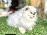 0 Kulak Scottish Fold Longhair Kızımız