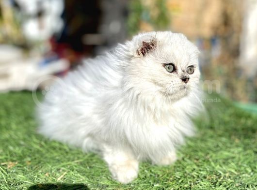 0 Kulak Scottish Fold Longhair Kızımız görsel