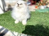 0 Kulak Scottish Fold Longhair Kızımız