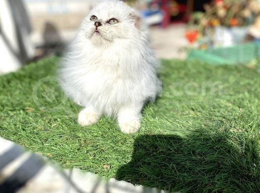 0 Kulak Scottish Fold Longhair Kızımız görsel