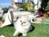0 Kulak Scottish Fold Longhair Kızımız
