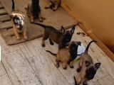Ori̇ji̇nal Saf Belçi̇ka Kurdu Malinoisyavrulari