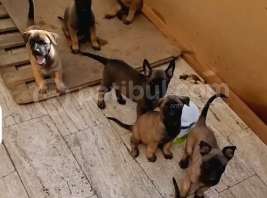 Ori̇ji̇nal Saf Belçi̇ka Kurdu Malinoisyavrulari görsel