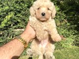 Çeşi̇t Çeşi̇t Poodle Bebekleri̇mi̇z A Kali̇te