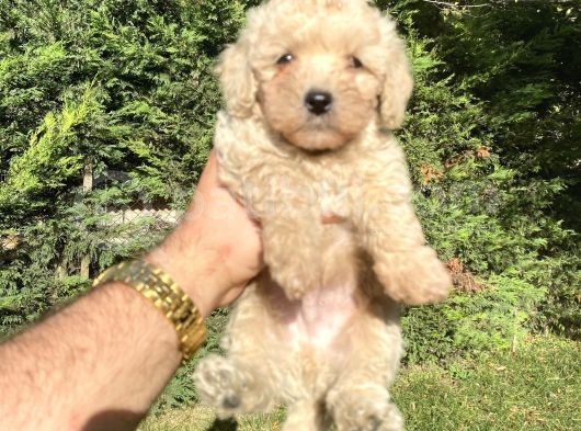 Çeşi̇t Çeşi̇t Poodle Bebekleri̇mi̇z A Kali̇te görsel