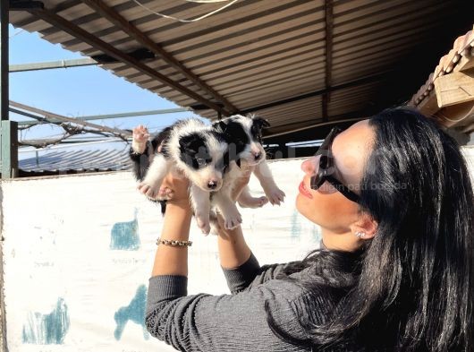 Border Colie Yavrularım Sağlık Ve Irk Garantilid görsel