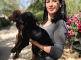 Doberman Yavrularım Sağlık Ve Irk Garantili