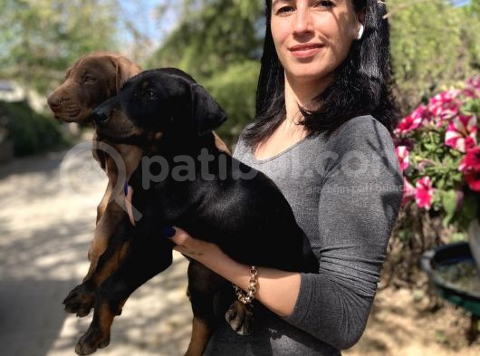 Doberman Yavrularım Sağlık Ve Irk Garantili görsel