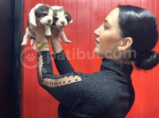 Beagle Yavrularım Sağlık Ve Irk Garantilidir görsel
