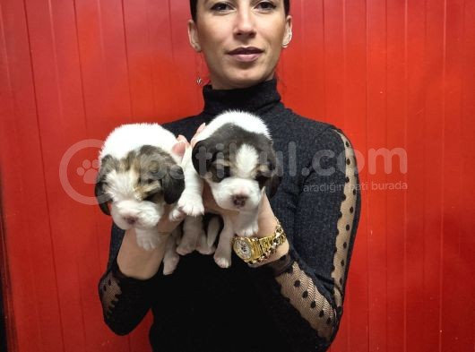 Beagle Yavrularım Sağlık Ve Irk Garantilidir görsel