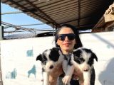 Border colie yavrularım sağlık ve ırk garantilid
