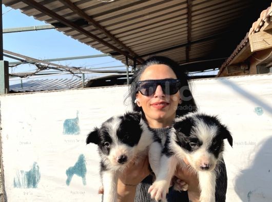 Border Colie Yavrularım Sağlık Ve Irk Garantilid