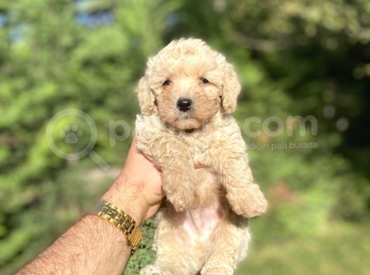 Çeşi̇t Çeşi̇t Poodle Bebekleri̇mi̇z A Kali̇te görsel