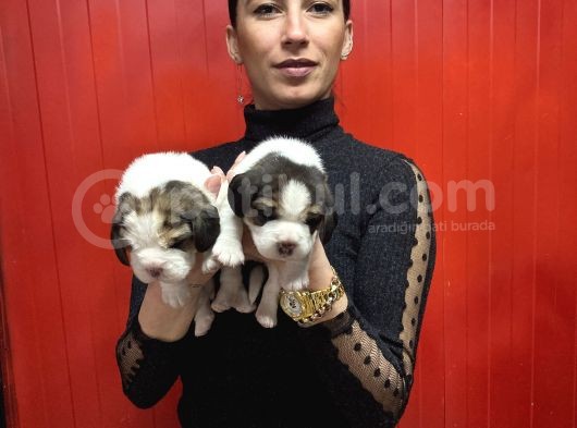 Beagle Yavrularım Sağlık Ve Irk Garantilidir görsel