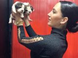 Beagle Yavrularım Sağlık Ve Irk Garantilidir