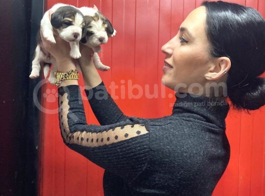 Beagle Yavrularım Sağlık Ve Irk Garantilidir görsel