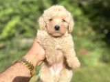 ÇEŞİT ÇEŞİT POODLE BEBEKLERİMİZ A KALİTE
