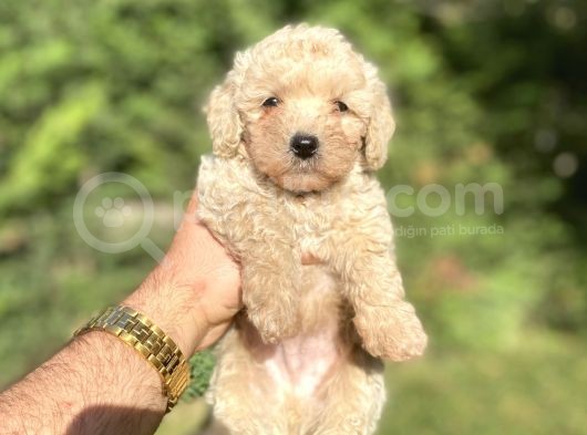 Çeşi̇t Çeşi̇t Poodle Bebekleri̇mi̇z A Kali̇te