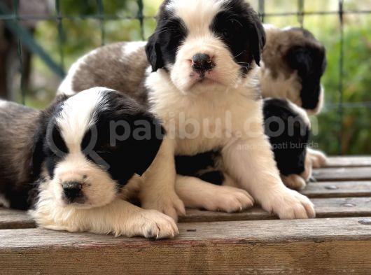 Safkan Kıf Secereli Saint Bernard Yavruları görsel